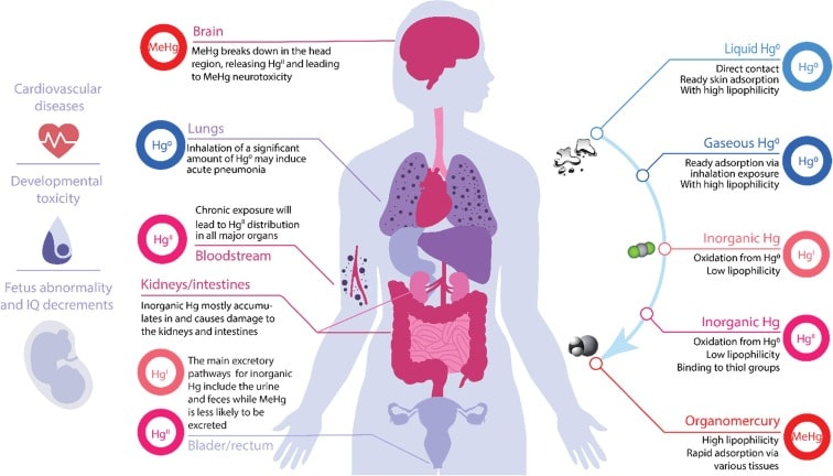 dental amalgam humanhealth min