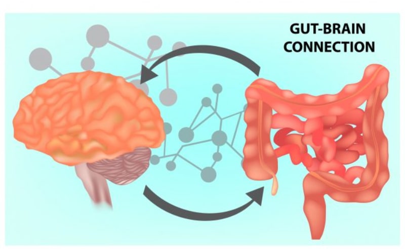 gut brain axis