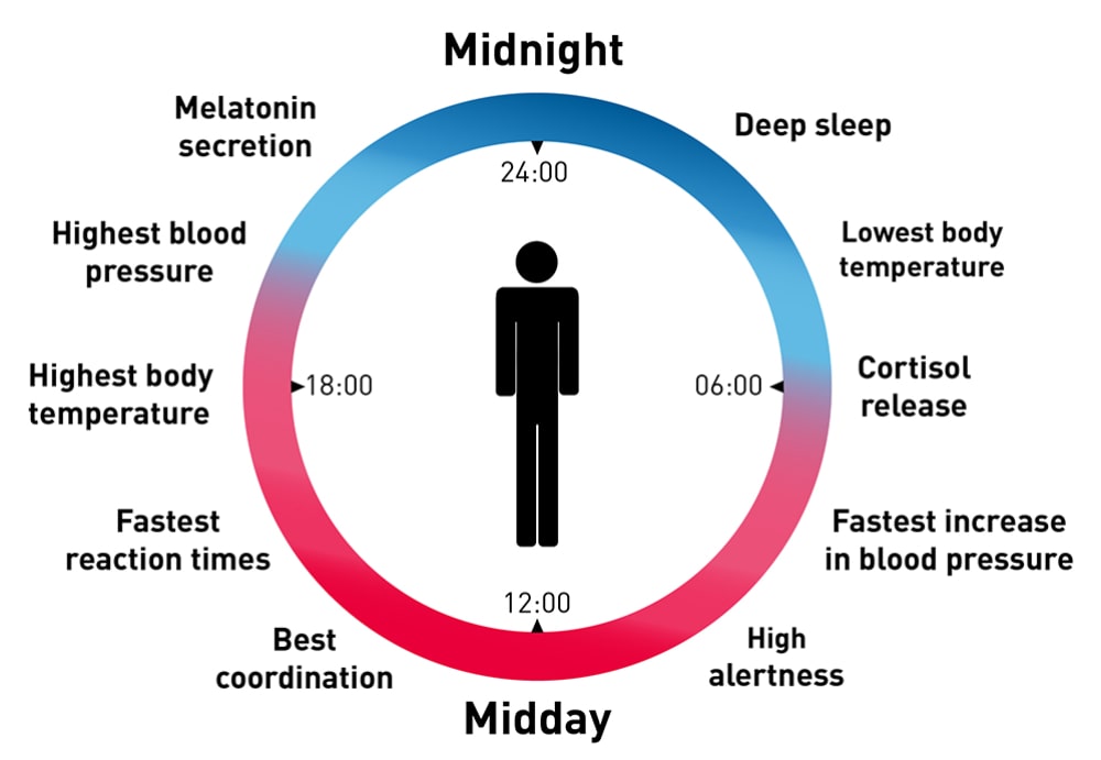 male circadian rhythms on fertility