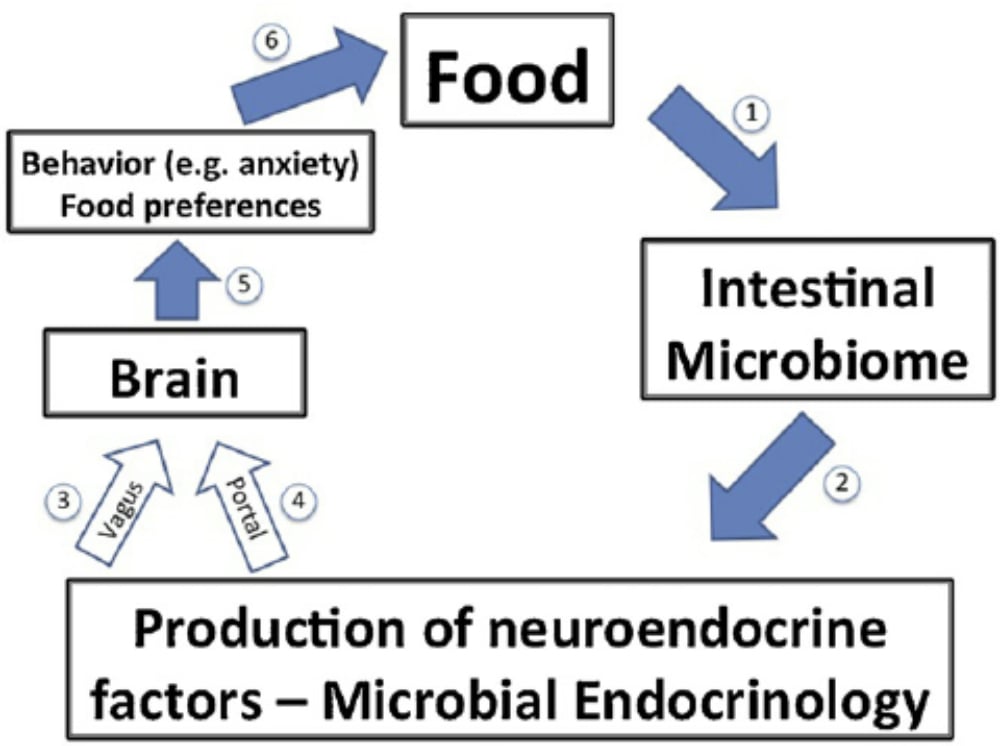 microbiome links to food and conflict resolution chart