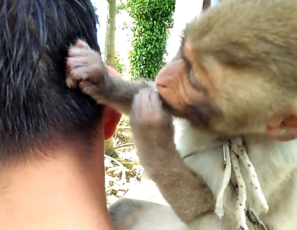 nitpicking monkey man